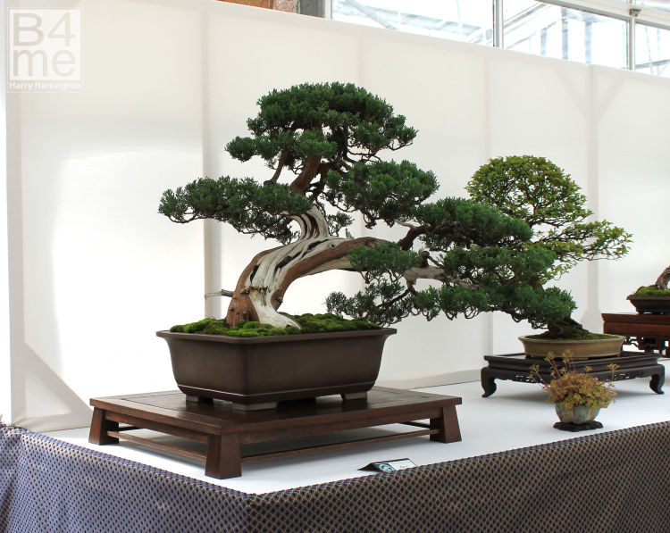 Chinese Juniper bonsai